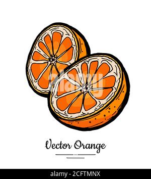 Orangen setzen Vektor isoliert. Halbgeschnitten gehackte Orange, Scheiben. Handgezeichnetes Obstset. Süße Zitrusfrüchte Lebensmittel vegetarisches Logo Stock Vektor