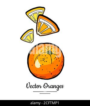 Orangen setzen Vektor isoliert. Ganze reife Orange geschnitten gehackte Viertel gelbe Zitronenscheiben. Obst von Hand gezeichnet. Zitrusfrüchte Stock Vektor