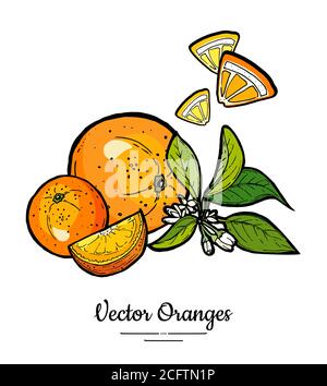 Orangen setzen Vektor isoliert. Ganze, gehackte Orange, Scheiben, Blüten Blätter. Obstsammlung handgezeichnetes Set Citrus Essen Stock Vektor