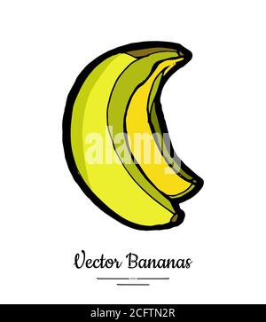 Bananen Vektor isoliert. Ganze Bananenbündel. Gelb grün süße Früchte Sammlung von Hand gezeichnet. Vegetarisches Logo für Lebensmittel Stock Vektor