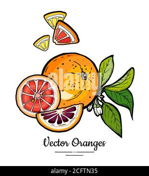 Orangen setzen Vektor isoliert. Ganze geschnitten gehackt orange rot rosa Grapefruit Scheiben Blüten Blätter. Zitrusfrüchte von Hand gezeichnet Stock Vektor