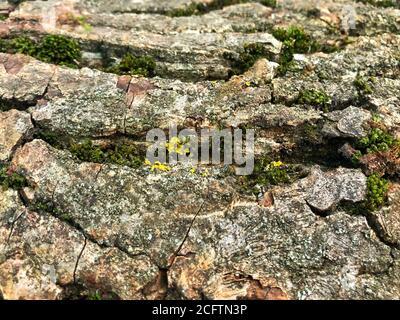 Moos auf der Rinde wird von der Sonne beleuchtet Stockfoto