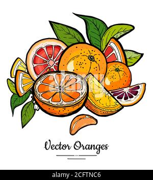 Orangen setzen Vektor isoliert. Ganze Hälfte geschnitten gehackt orange rote Grapefruit Scheiben Blüten Blätter. Obstzitrus von Hand gezeichnet Stock Vektor