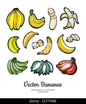 Bananen setzen Vektor isoliert. Ganze gehackte Bananenscheiben Bündel. Gelb grün rote Früchte Sammlung Hand gezeichnet vegetarisch Stock Vektor