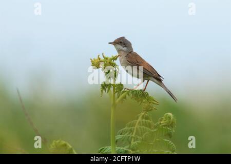 Gewöhnlicher Weißdorn (Curruca communis), der auf einem Farn thront Stockfoto