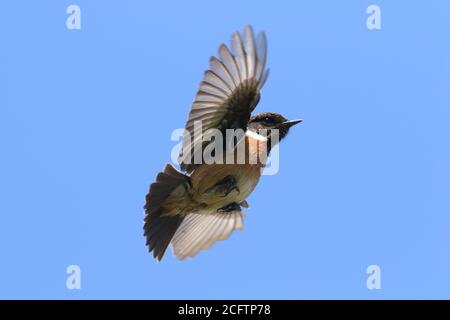 Steinechat (Saxicola rubicola) im Flug Stockfoto
