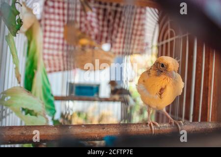 Kakadus im Käfig. Stockfoto
