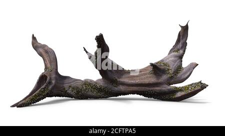 driftwood, trockener Baum Ast mit Moos und Seenadel isoliert mit Schatten auf weißem Hintergrund Stockfoto