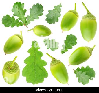 Sammlung von Sommer grünen Eichenbaum Blätter und Eicheln isoliert Auf weißem Hintergrund Stockfoto
