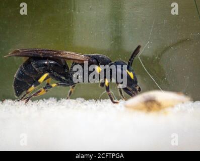 27. Juli 2020, Brandenburg, Potsdam/OT Fahrland: Eine Schilfgallmaskenbiene (Hylaeus pectoralis, weiblich) der Wildbienen sitzt in einem Plastikbecher im Steinbruch Ferbitz in Sielmanns Naturlandschaft Döberitzer Heide zur Beobachtung. Foto: Soeren Sache/dpa-Zentralvild/ZB Stockfoto