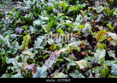 Junge Rüben wachsen in den Beeten im Garten. Bauernhof Gehöft mit landwirtschaftlichen Anlandungen und Anbau von Bio-Gemüse. Frische grüne Rübenblätter oder Rüben Stockfoto