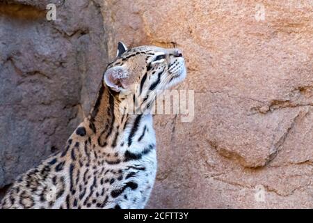 Nahaufnahme Porträt einer weiblichen Ozelot Stockfoto