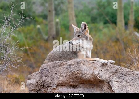 Coyote ruht auf einem Felsen in der Sonoran Wüste in Süd-Arizona Stockfoto