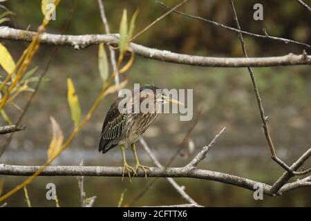 Juvenile Green Heron thront über einem kleinen Feuchtgebiet. Stockfoto