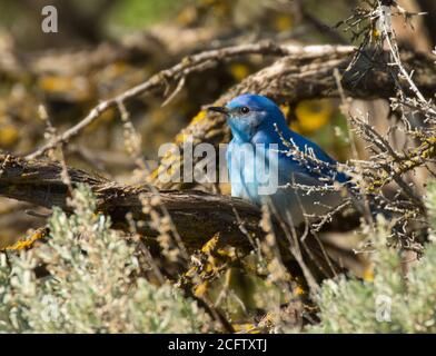 Mountain Bluebird sitzt zwischen der Sageburste. Stockfoto