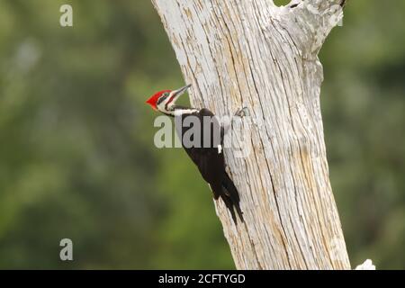 Pileated Specht in einem Florida Feuchtgebiet. Stockfoto