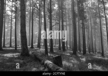 Landschaftlich reizvolle Waldlandschaft mit Laubbäumen und der Sonne, die gefiltertes Licht durch einen nebligen Nebel wirft. Schwarzweiß-Foto. Stockfoto