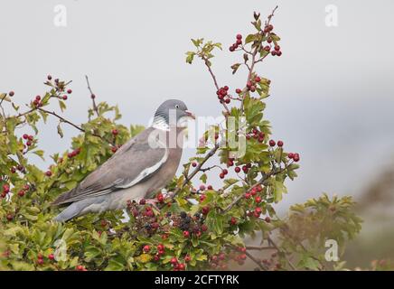 Waldtaube (Columba palumbus), die sich an Herbstbeeren, hauptsächlich Hagebutten und Brombeeren, ernährt. Stockfoto