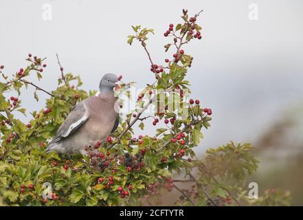 Waldtaube (Columba palumbus), die sich an Herbstbeeren, hauptsächlich Hagebutten und Brombeeren, ernährt. Stockfoto