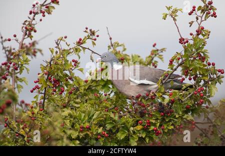 Waldtaube (Columba palumbus), die sich an Herbstbeeren, hauptsächlich Hagebutten und Brombeeren, ernährt. Stockfoto