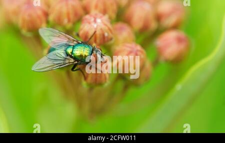 Gewöhnliche grüne Flasche fliegen auf Milchblüten Stockfoto