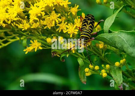 Heuschrecke Borer auf blühenden Fall Goldrute Stockfoto