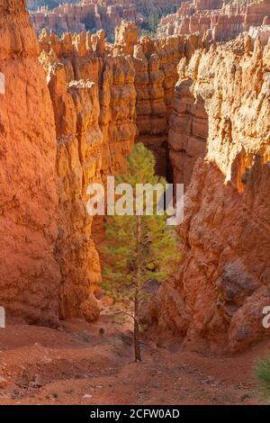 Tall Pine Tree außerhalb des Wall Street Trail, Bryce Canyon National Park, Utah, USA Stockfoto
