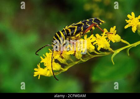 Heuschrecke Borer auf blühenden Fall Goldrute Stockfoto