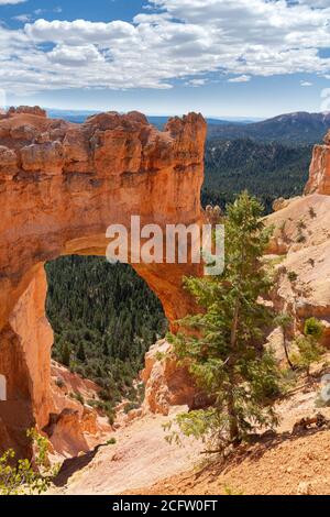 Natürliche Brückenbogen, Bryce-Canyon-Nationalpark, Utah, USA Stockfoto