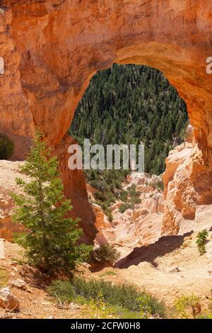 Natürliche Brückenbogen, Bryce-Canyon-Nationalpark, Utah, USA Stockfoto