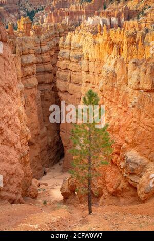 Tall Pine Tree außerhalb des Wall Street Trail, Bryce Canyon National Park, Utah, USA Stockfoto