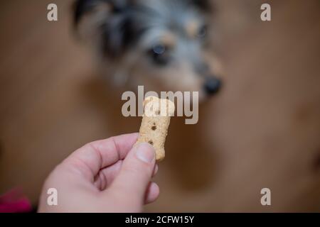 Nahaufnahme der Hand hält ein Leckerbissen für Hund Stockfoto