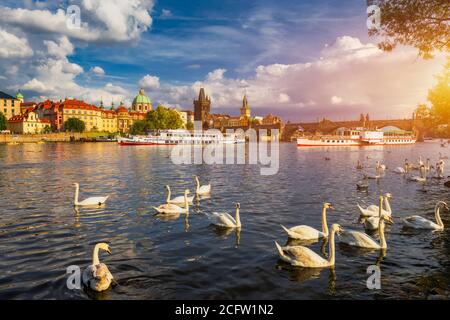 Blick auf die Karlsbrücke in der Nähe der Moldau. Schwan auf dem Fluss. Schwäne schwimmen in der Moldau. Karlsbrücke bei Sonnenuntergang. Prager Schwäne der Stockfoto