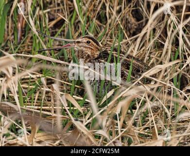 Wilson's Snipe gut getarnt entlang Lake Washington. Stockfoto