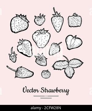 Erdbeervektor isoliert. Obstsammlung handgezeichnetes Set. Trendige Speisen vegetarische Menü, Obst-Symbole in Tinte Stil gesetzt Stock Vektor