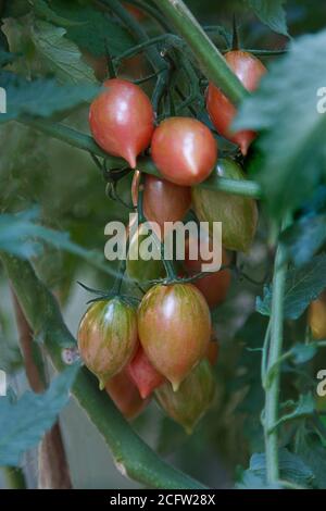 Pink Tiger Tomaten wachsen auf der Rebe Stockfoto