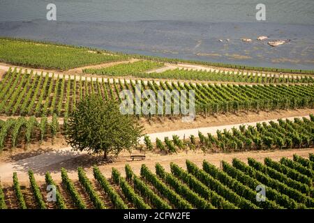 Schöne Hanglagen Weinberge entlang des Rheins bei rüdesheim und Das niederwalddenkmal in Deutschland Stockfoto