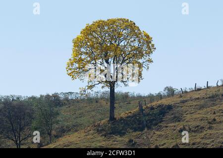 Blühender gelber ipe Baum an klaren Tagen auf dem Berg Stockfoto