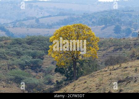 Blühender gelber ipe Baum an klaren Tagen auf dem Berg Stockfoto