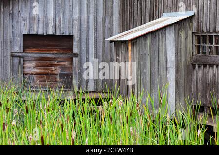 Alte Holzschuppen mit Binsen im Vordergrund am Britannia Schiffswerft in Steveston British Columbia Kanada Stockfoto