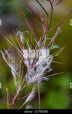 Feuerweed Samenschoten platzen und Freisetzung von Samen in die Luft Stockfoto