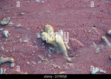 Partikel der roten Orgelkoralle mit ihren Pixeln erzeugen den rosa Gesamteindruck des rosa Strandes von Pulau Padar. Die Tubipora Musica gehört zu den gefährdeten Arten und kommt fast ausschließlich in diesem Teil der Welt vor. Feuer und Drachen Kreuzfahrt des wahren Nordens, Sunda Inseln, Indonesien Stockfoto