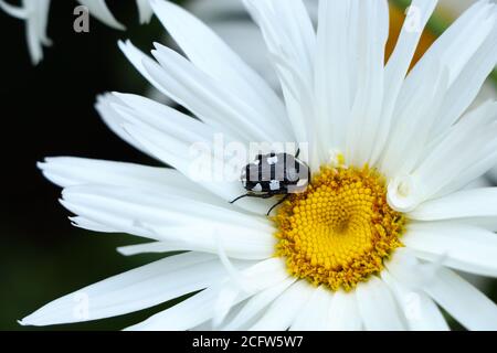 Weiß-gepunkteter Obstkäfer auf Gänseblümchen (Mausoleopsis amabilis) Stockfoto