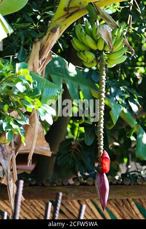 Fruchtstiel der Bananenpalme (Musa acuminata) Stockfoto