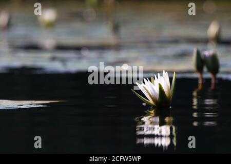 Wasserlilie des weißen Sterns Lotus auf dunklem Wasser (Nymphaea nouchali) Stockfoto