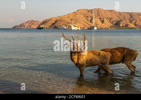 Hirsche am Strand während der Feuer- und Drachen-Kreuzfahrt des wahren Nordens, Sunda-Inseln, Indonesien Stockfoto