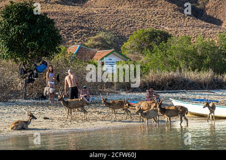 Hirsche am Strand während der Feuer- und Drachen-Kreuzfahrt des wahren Nordens, Sunda-Inseln, Indonesien Stockfoto