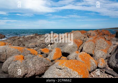 Orangefarbene Flechten bedeckte Granitfelsen in Port Lincoln Australien. Stockfoto