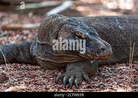 Geführte Exkursion im Komodo Nationalpark auf Loh Liang, Sunda Inseln, Indonesien Stockfoto