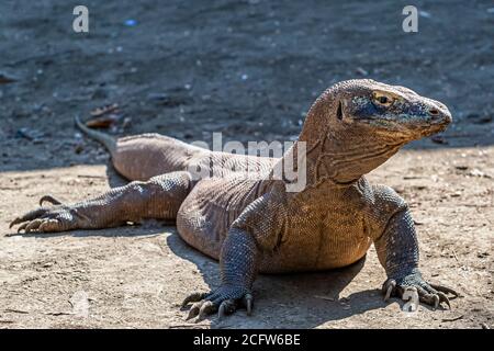 Komodo-Drache auf der Jagd, Sunda-Inseln, Indonesien Stockfoto